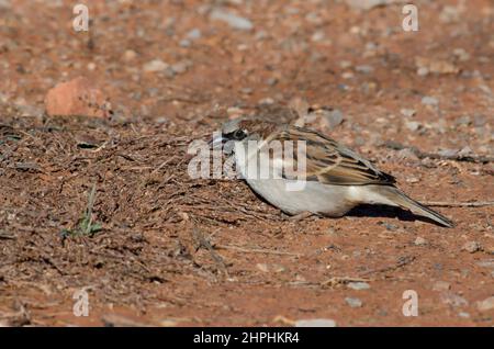 Casa Sparrow, Passer domesticus, forrajeo masculino en tierra