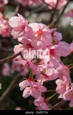 La vista de la hermosa flor de cereza rosa sakura durante el festival de hanami de primavera en Japón Foto de stock