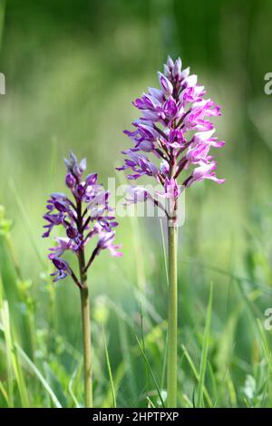 Orquídeas militares, Orchis militaris, Buckinghamshire, Inglaterra, Reino Unido Foto de stock