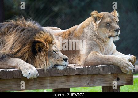 Los leones hermosos se relajan en un parque de animales dedicado a su  cuidado y bienestar Fotografía de stock - Alamy