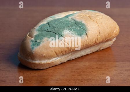 puede mi perro comer pan de molde