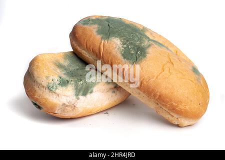 puede mi perro comer pan de molde