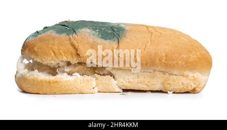 puede mi perro comer pan de molde