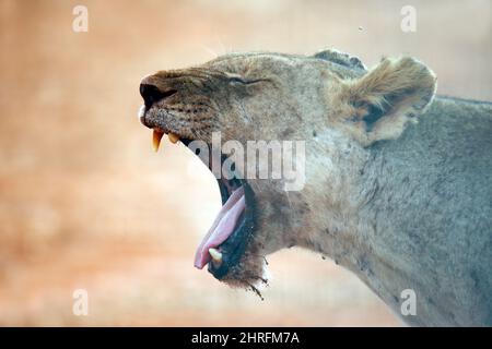 Bostezo de leona, boca abierta, en Perfil. Ngutumi, Kenia Foto de stock