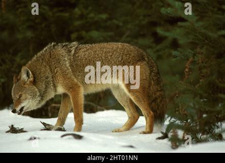 Coyote (Canis latrans), comiendo gruta esposada (Bonasa umbellus) en invierno. EE.UU Foto de stock