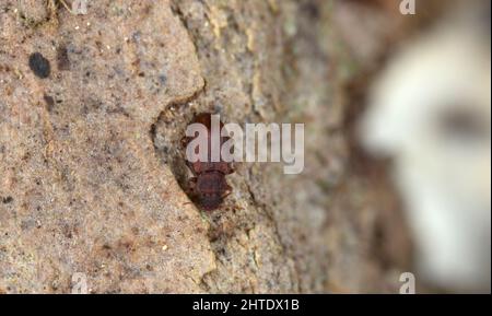 Escarabajo del tesoro marrón minuto, Enicmus testaceus en corteza del aspen Foto de stock