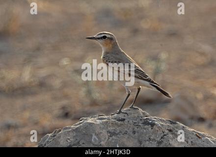 Isabelline Wheatear (Oenanthe isabellina) adulto de pie en roca en el desierto de Omán Diciembre Foto de stock