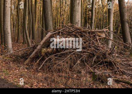 Las ramas y troncos de árboles se amontonan sobre una pila de madera en el bosque Foto de stock