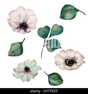 Anémonas blancas flores y hojas verdes eucalipto rama acuarela sobre fondo  blanco. Colección pintada a mano para blanco. Para envolturas de diseño, wa  Fotografía de stock - Alamy