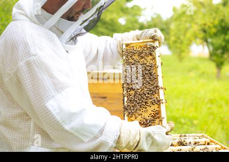 Apicultor En un apiario, Beekeeper está trabajando con abejas y colmenas en el concepto de apicultura Foto de stock