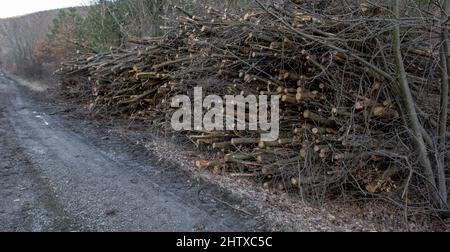 Una enorme pila de ramas de árboles cortados en el bosque. Un montón de ramas y ramitas cortadas. Foto de stock