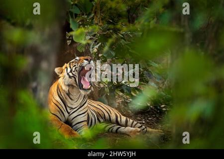 Tigre indio con boca abierta, animal salvaje en el hábitat natural, Ranthambore NP, India. Gato grande, animal en peligro de extinción. Fin de la estación seca, beginnin Foto de stock