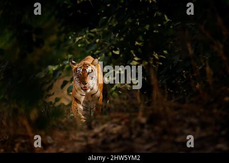 Tigre indio, animal salvaje en el hábitat natural, Ranthambore NP, India. Gato grande, animal en peligro de extinción. Fin de la estación seca, comenzando el monzón. Tigre de A. Foto de stock