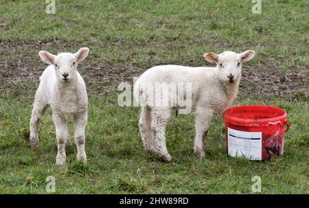 Austwick, North Yorkshire, Reino Unido. 4th 2022 de marzo: Nuevos corderos en los campos de Austwick, North Yorkshire. Crédito: John Bentley/Alamy Live News Foto de stock