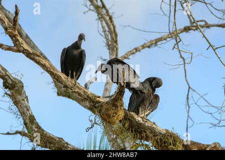 Un comité de Vulturas Negras (Coragyps atratus) descansando en un árbol en el Parque Nacional Corcovado, Península de Osa, Costa Rica, Centroamérica