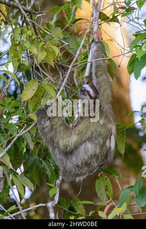 Perezoso de tres dedos de garganta marrón (Bradypus variegatus) subiendo un árbol en el Parque Nacional Tortuguero, Provincia de Limón, Costa Rica, Centroamérica