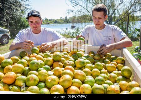 Clermont Florida, escaparate de cítricos cosechados naranjas, hombres trabajadores agrícolas clasificación Foto de stock