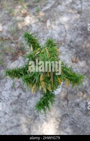 La parte superior de una planta adulta de cannabis en una olla está en el suelo. Vista desde arriba. Ángulo medio en enfoque