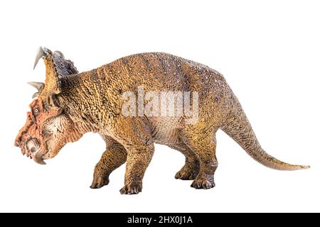 Pachyrhinosaurus , dinosaurio sobre fondo blanco . Foto de stock