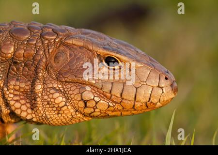 Detalle del lagarto caimán paraguayo en Pantanal, Brasil Foto de stock