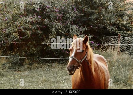 Ein Pony auf einer Weide Foto de stock