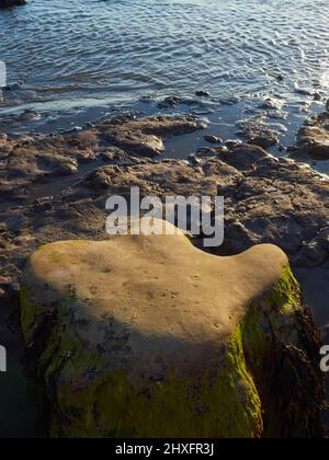 La huella de tres dedos de un dinosaurio, fosilizado y luego revelado en la playa de Compton Bay, en una cálida y inclinada luz de un sol de puesta. Foto de stock