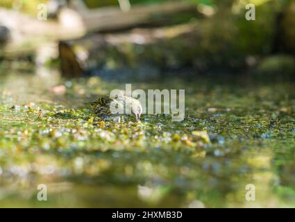 La hembra adulta Siskin (Carduelis spinus) que se fedding en la orilla del agua