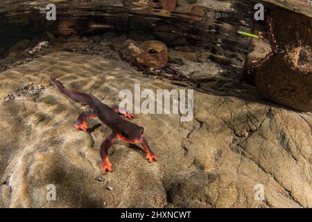 Newt de vientre rojo (Taricha rivularis) Un salamandras acuáticas del norte de California, viven en arroyos limpios y fluidos.