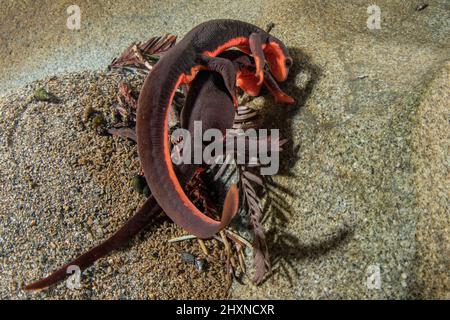 El acoplamiento de los newts rojos del bellied (Taricha rivularis) forma una bola submarina de salamanders donde los hombres luchan sobre hembras. Un anfibio encontrado en California.
