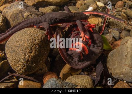 El acoplamiento de los newts rojos del bellied (Taricha rivularis) forma una bola submarina de salamanders donde los hombres luchan sobre hembras. Un anfibio encontrado en California.