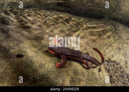 Newt de vientre rojo (Taricha rivularis) Un salamandras acuáticas del norte de California, viven en arroyos limpios y fluidos.