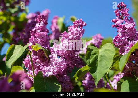 Flor de rama lila grande. Flores brillantes primavera silac arbusto. Flores  de lila azul primaveral de