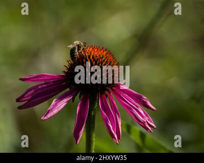 Una abeja en el detalle de la flor de la conejera Foto de stock