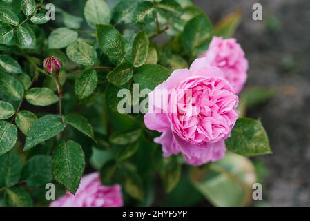 Hermosas flores de la rosa inglesa en forma de peonías Mary Rose en el  jardín en verano Fotografía de stock - Alamy