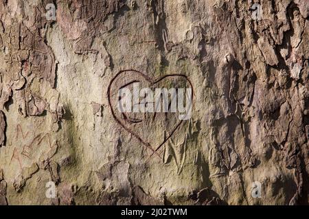 Corazón tallado en la corteza de un árbol de avión, Hagen, Renania del Norte-Westfalia, Alemania. Herz in der Rinde einer Platane, Hagen, Renania del Norte Westfalia, Deutsch Foto de stock