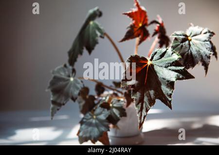 Begonia Cleopatra primer plano hoja en el umbral de la ventana con luz  solar brillante y sombras. Plantas de la casa en macetas, decoración verde  del hogar, cuidado y cultivo Fotografía de