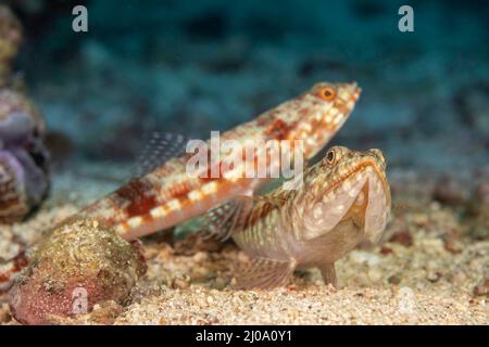 Un par de lagartos variegados, Synodus variegatus, también llamado pez lagartos de arrecife, Filipinas. Foto de stock