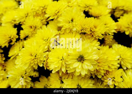 Híbridos de crisantemos de flores amarillas (Chrysanthemum sp.) Foto de stock