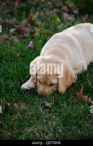 Lindo perrito amarillo Labrador Retriever juega en la hierba y las hojas Foto de stock