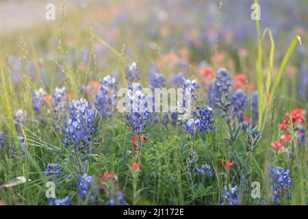Hermoso campo de Texas de Bluebonnets en el país de las colinas cerca de Brenham y Ennis. Foto de stock
