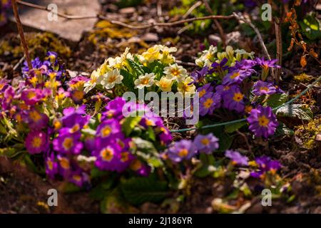 Primrosas y cowslips como coloridos presagio de la primavera en Alemania Foto de stock