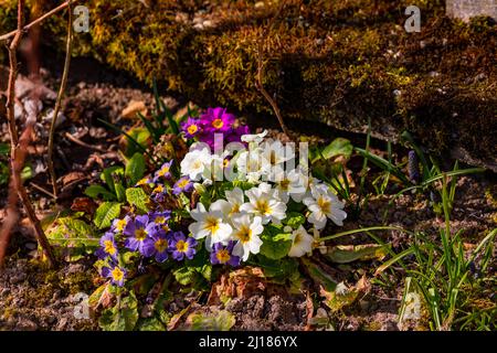 Flores de primavera en blanco, rosa, púrpura y verde en un jardín idílico en Alemania Foto de stock