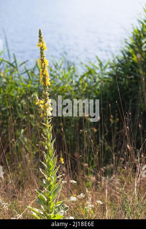 Flores amarillas silvestres en un día soleado. Verbascum densiflorum es una especie de planta perteneciente al género Verba Foto de stock