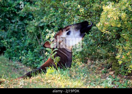 Okapi (Okapia johnstoni), adulto, alimentación, retrato, cautivo Foto de stock
