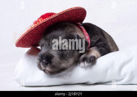 Superar Sierra Pino Cachorro miniatura schnauzer en un sombrero rojo sobre fondo blanco. Niña  cachorro. El concepto de gracioso adorables mascotas. Ropa para mascotas.  Paño de perro de moda Fotografía de stock - Alamy