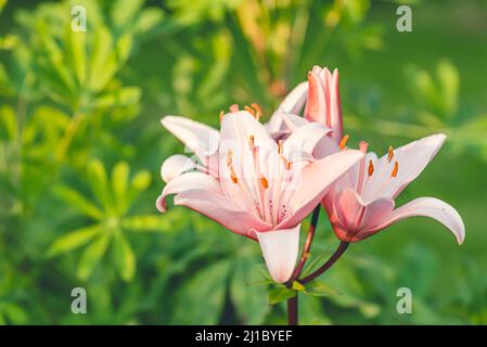 Rosa flor Azucena blanca (Lilium longiflorum Fotografía de stock - Alamy