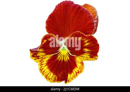 Una flor pensamiento rojo y blanco Fotografía de stock - Alamy