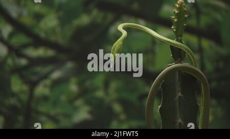 Una foto de enfoque poco profundo de Ahaetulla prasina (serpiente látigo oriental) colgando de un cactus durante el día con fondo borroso