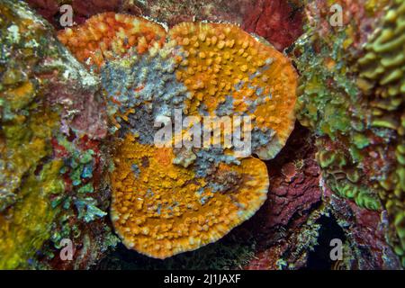 Coral enfermo - Acropora sp. Foto de stock