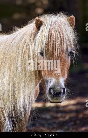 Poni de Shetland - Equus ferus caballus Foto de stock